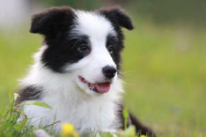 Why Can’t Dogs Walk After Putting on Shoes?