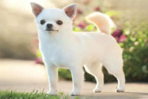 Why Are White Dogs Prone to Deafness?