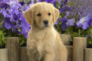 Why Won’t Your Dog Go Out in Winter?