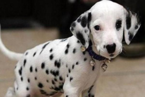 What to Do When a Dog Vomits