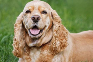 Why Does a Nursing Puppy Have Diarrhea?