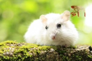 What to Do with Newborn Hamster Pups