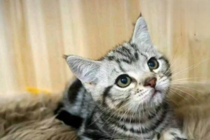 Why Is My Cat Losing Weight?