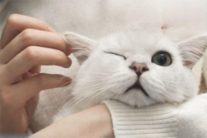 What to Do When a Cat Hates Being Brushed
