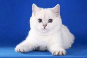 How to Help an Overweight Cat Lose Weight