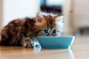 Can Cats Eat Raw Meat and Bones?