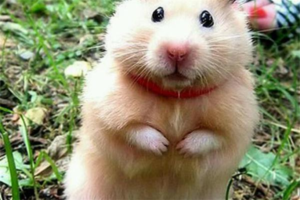Do Hamsters Like Sunlight, and How Should You Let Them Sunbathe?