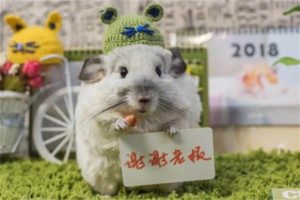 Chinchilla Buying Guide and Preparations for New Owners