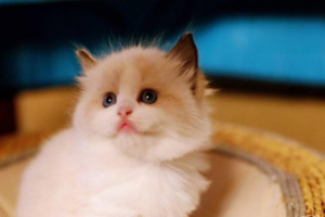 Symptoms and Treatment of Feline Cystitis