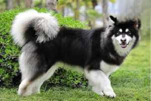 Why Dogs Itch and How to Treat It