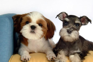 Symptoms and Treatment of Kidney Failure in Dogs