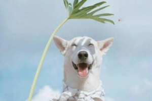 What Is Canine Babesiosis?