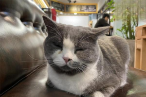 Telling a Cat Cold Apart from Feline Panleukopenia (Distemper)