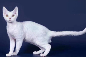 Cold Symptoms and Fever in Sphynx (Hairless) Cats