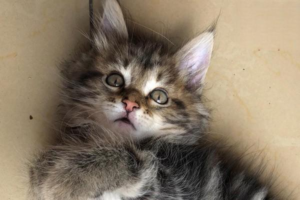 Symptoms and Treatment of Feline Obesity
