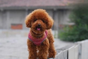 Why Dogs Shake Their Bodies