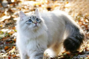 Why a Cat Still Has Blood in Its Stool After Probiotics