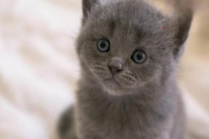Can Feline Infectious Peritonitis Be Cured? How to Prevent It