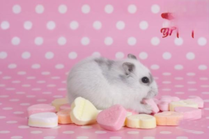 Why Does My Hamster Keep Trying to Escape Its Cage?