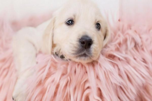 What Causes Blood in a Dog’s Urine?