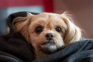 Dog Skin Fungal Disease (Dermatophytosis)