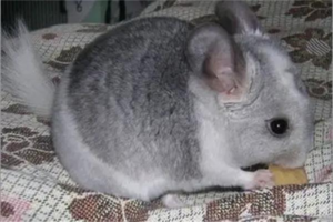 Why Chinchillas Urinate in the Wrong Place and What to Do