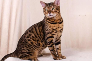 What to Do When Your Cat Is in Heat