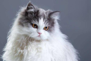 Do You Need a Rabies Vaccine After a Ragdoll Cat Scratches or Bites You?