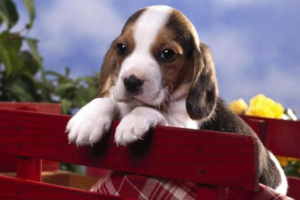 Preparing to Bring a Puppy Home
