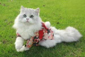 How to Tell If a Cat Is Stressed