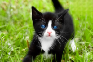 Kitten Cold: Symptoms and Care
