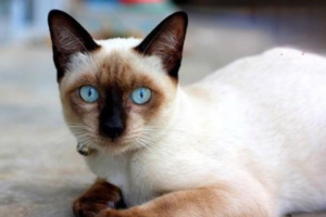 Cold Symptoms in Siamese Cats