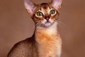 Why Older Cats Are Prone to Hyperthyroidism