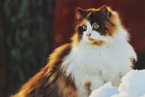 Why You Shouldn’t Feed Table Scraps to Cats and Dogs