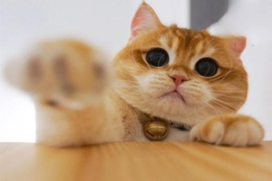 Should You Keep a Cat in a Cage?
