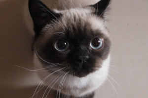 Do Cats Cough?