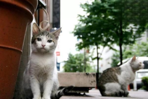 Cat Rhinotracheitis: When Your Cat Stops Eating and Drinking