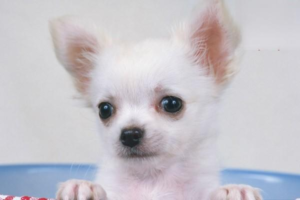 Dog Sneezing and Runny Nose