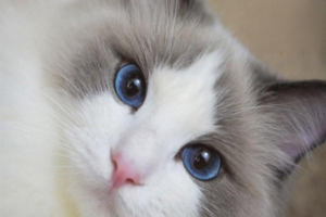 Cat Traits and Personality
