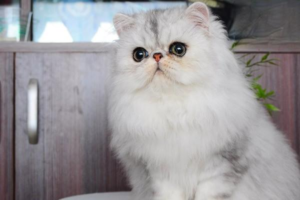 How Cat Health Relates to Nutrition