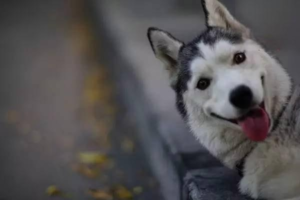 How Much Water Should a Dog Drink?
