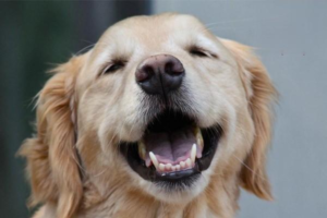 What Foods Can Kill a Dog
