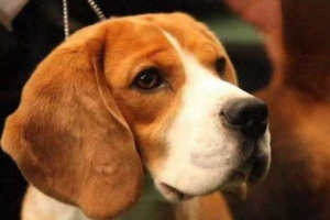 Why Your Dog Has Red Bumps