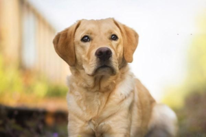 Treating Ovarian Cysts in Dogs