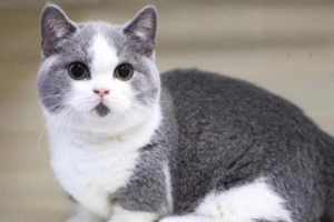 Why Your Cat Has a Lot of Eye Discharge and How to Handle It