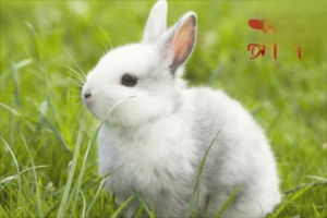How to Train a Rabbit