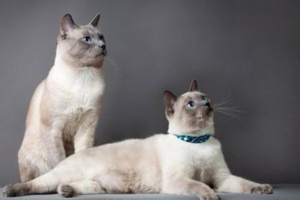 Why Does a Cat Get Diarrhea After a Bath?