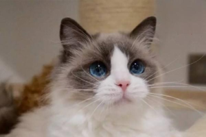 Why Is My Cat’s Fur Standing On End (Piloerection)?