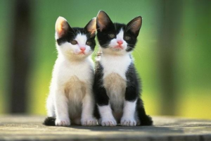 What Are the Benefits of Neutering Your Cat?