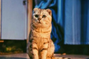 Can Cats Drink Yogurt?